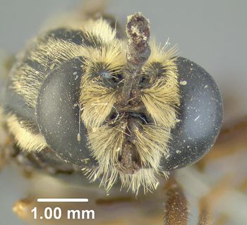 Media type: image;   Entomology 10654 Aspect: head frontal view